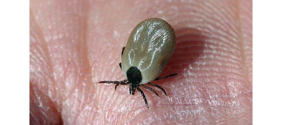 Temporada alta de pulgas y garrapatas - Surveco Temporada alta de pulgas y garrapatas - Surveco