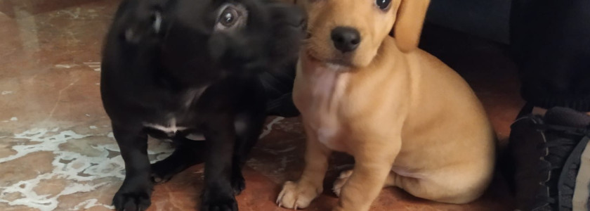 Cachorros en adopción - Surveco