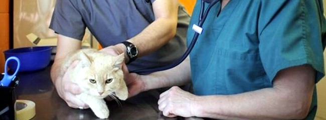 clinica-veterinaria-cordoba-urgencias