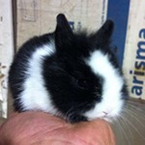 Conejo Toy de Angora - Surveco Conejo Toy de Angora - Surveco