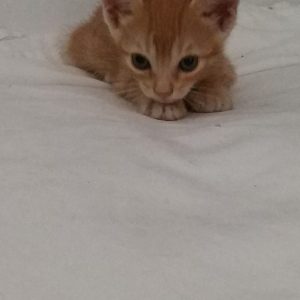 GATITOS - Surveco GATITOS - Surveco