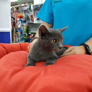 Preciosa gatita cruce azul ruso - Surveco Preciosa gatita cruce azul ruso - Surveco