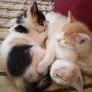 Gatitos - Surveco Gatitos - Surveco