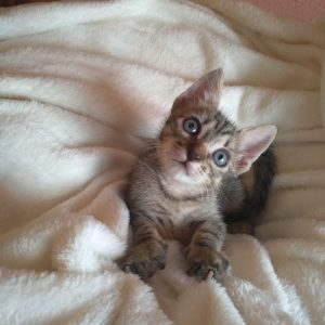 GATITOS ADOPCION URGENTE - Surveco GATITOS ADOPCION URGENTE - Surveco