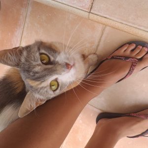 GATA EN ADOPCIÓN - Surveco GATA EN ADOPCIÓN - Surveco