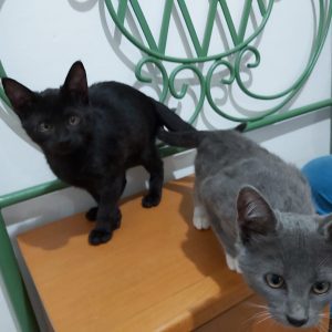 2 GATITOS ABANDONADOS - Surveco 2 GATITOS ABANDONADOS - Surveco