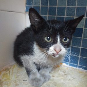 Gatito - Surveco Gatito - Surveco