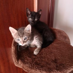 Gatitos hembra y macho - Surveco Gatitos hembra y macho - Surveco