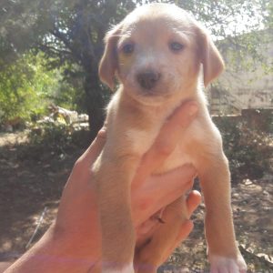 Cachorros - Surveco Cachorros - Surveco