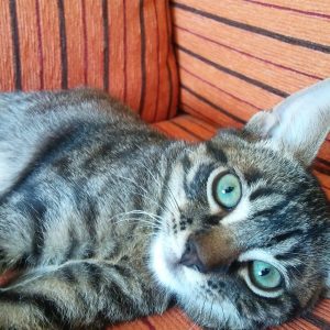 Meeko buscar un hogar definitivo - Surveco Meeko buscar un hogar definitivo - Surveco