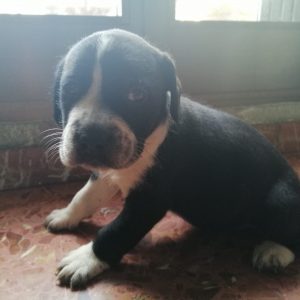 URGENTE!!! 7 Cachorritos buscan hogar - Surveco URGENTE!!! 7 Cachorritos buscan hogar - Surveco