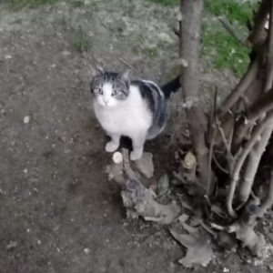 URGENTE!!! Gatita en la calle - Surveco URGENTE!!! Gatita en la calle - Surveco