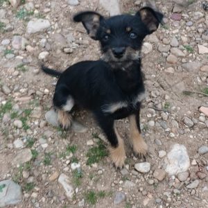 Mestizas tamaño pequeño - Surveco Mestizas tamaño pequeño - Surveco