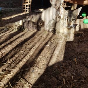 Gatita y sus bebés buscan adopción - Surveco Gatita y sus bebés buscan adopción - Surveco
