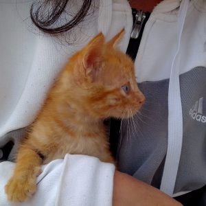 Gatitos Adopción - Surveco Gatitos Adopción - Surveco