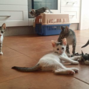 Gatos - Surveco Gatos - Surveco