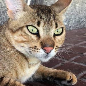 Precioso gato castrado - Surveco Precioso gato castrado - Surveco