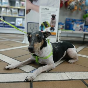 Perrita cruce de bodeguero - Surveco Perrita cruce de bodeguero - Surveco