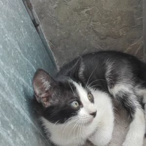2 gatitos adultos y 1 cachorro - Surveco 2 gatitos adultos y 1 cachorro - Surveco