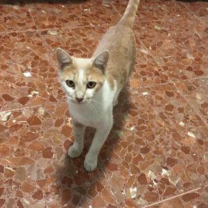 Gata buscan adopción urgente - Surveco Gata buscan adopción urgente - Surveco