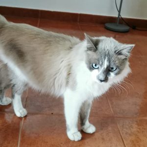 Gato macho - Surveco Gato macho - Surveco