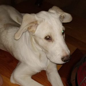 Cachorra de 4 meses - Surveco Cachorra de 4 meses - Surveco