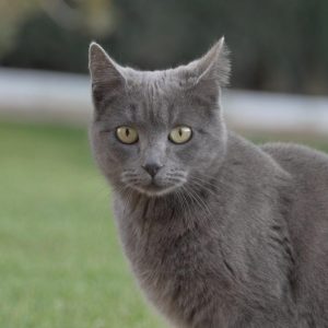 Gata de 10 meses, muy mansa - Surveco Gata de 10 meses, muy mansa - Surveco