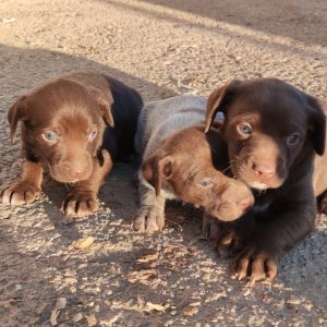 ¡ADOPTADOS! Cruce de Breton con Podenco en adopción - Surveco ¡ADOPTADOS! Cruce de Breton con Podenco en adopción - Surveco