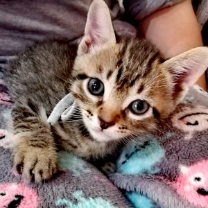 GATITOS EN ADOPCIÓN - Surveco GATITOS EN ADOPCIÓN - Surveco