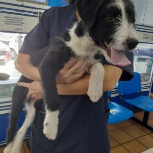Mestizo de 4 meses - Surveco Mestizo de 4 meses - Surveco
