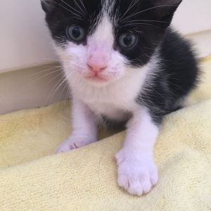 GATITOS Y MAMÁ BUSCAN ADOPCION - Surveco GATITOS Y MAMÁ BUSCAN ADOPCION - Surveco