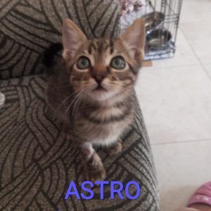 GATITOS - Surveco GATITOS - Surveco