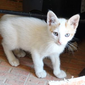 Gatos 2 meses - Surveco Gatos 2 meses - Surveco
