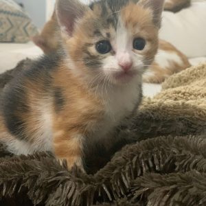 Gatitos en adopción - Surveco Gatitos en adopción - Surveco