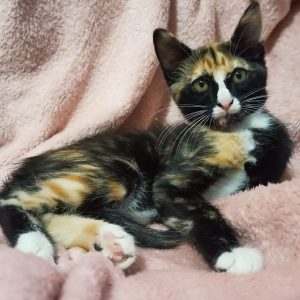 VARIOS GATITOS EN ADOPCIÓN - Surveco VARIOS GATITOS EN ADOPCIÓN - Surveco