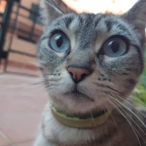 GATITA 1.5 AÑOS - Surveco GATITA 1.5 AÑOS - Surveco