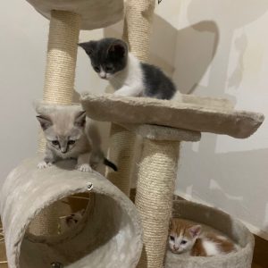 GATITOS EN ADOPCION - Surveco GATITOS EN ADOPCION - Surveco
