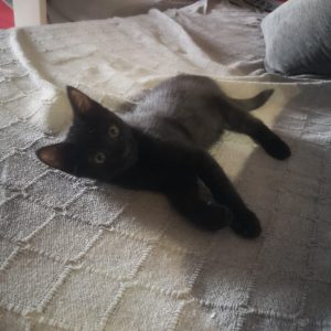 Gatito 2 meses - Surveco Gatito 2 meses - Surveco