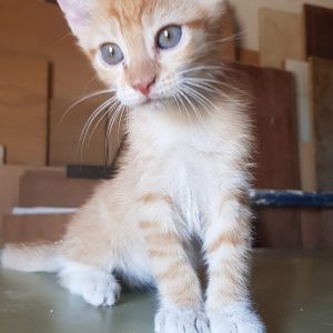 GATITOS 2.5 MESES - Surveco GATITOS 2.5 MESES - Surveco