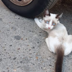 Gatito - Surveco Gatito - Surveco