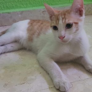 GATITOS 4 MESES - Surveco GATITOS 4 MESES - Surveco