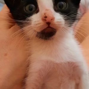 GATITO - Surveco GATITO - Surveco