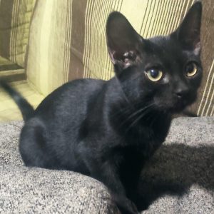 Gato en adopción - Surveco Gato en adopción - Surveco