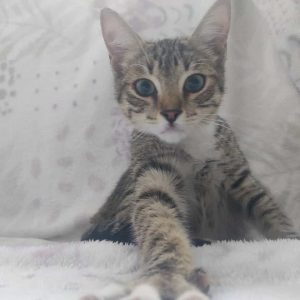 Gatitos de 5 y 2 meses - Surveco Gatitos de 5 y 2 meses - Surveco