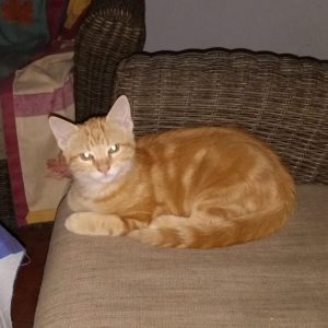 Gatitos en adopción - Surveco Gatitos en adopción - Surveco