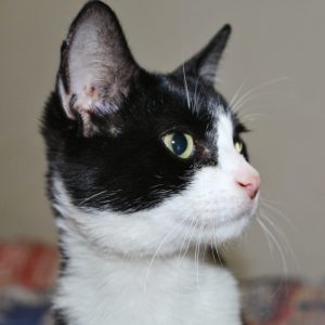 Gato en adopción responsable - Surveco Gato en adopción responsable - Surveco
