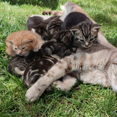 Doce gatitos en adopción urgente - Surveco