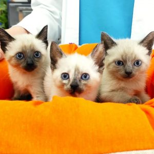 Tres gatitas en adopción - Surveco