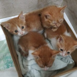 Gatitos en adopción - Surveco