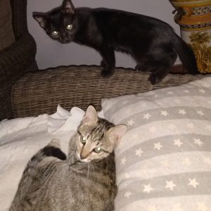 Gatos en adopción - Surveco